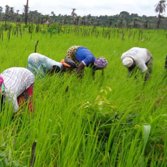 L’agro-entrepreneuriat : cultiver la résilience et la sécurité alimentaire